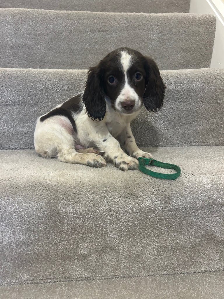  Sprocker spaniel puppies 