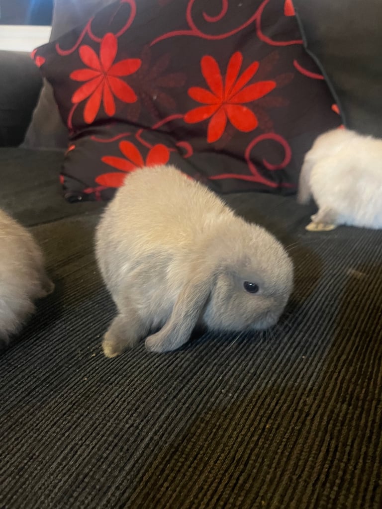 Mini lop Bunny Rabbits