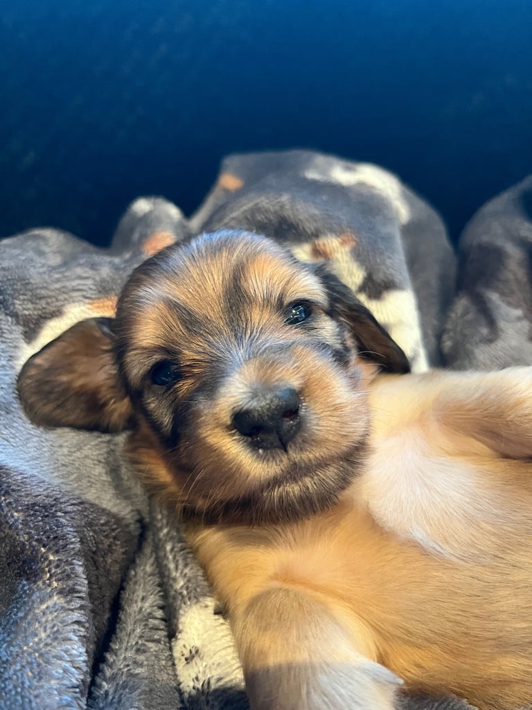 Pedigree family owned miniature longhaired dachshund puppy's in Southampton