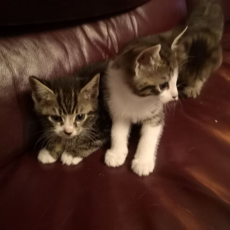 4 lovely kittens for sale 