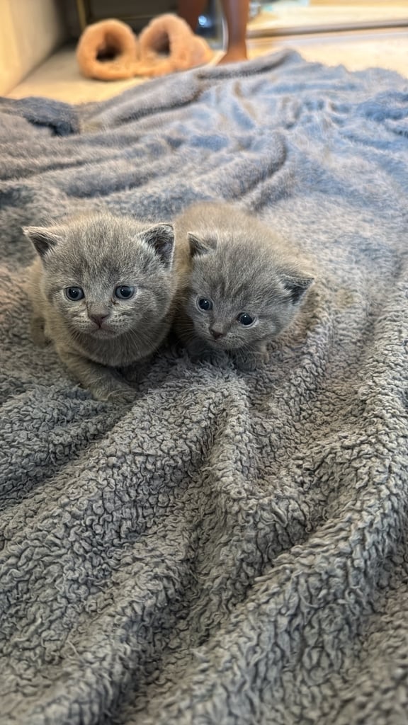 Gorgeous Blue Kittens – British Shorthair x Russian Blue Mix 