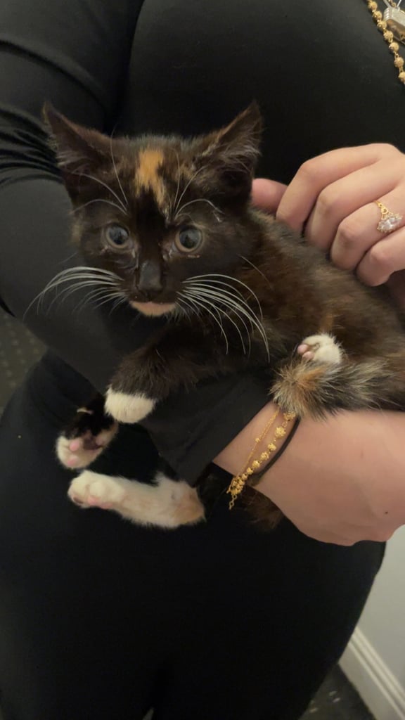 Tricoloured kitten 