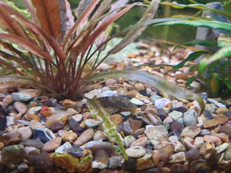 75 L aquarium with fish and accessories