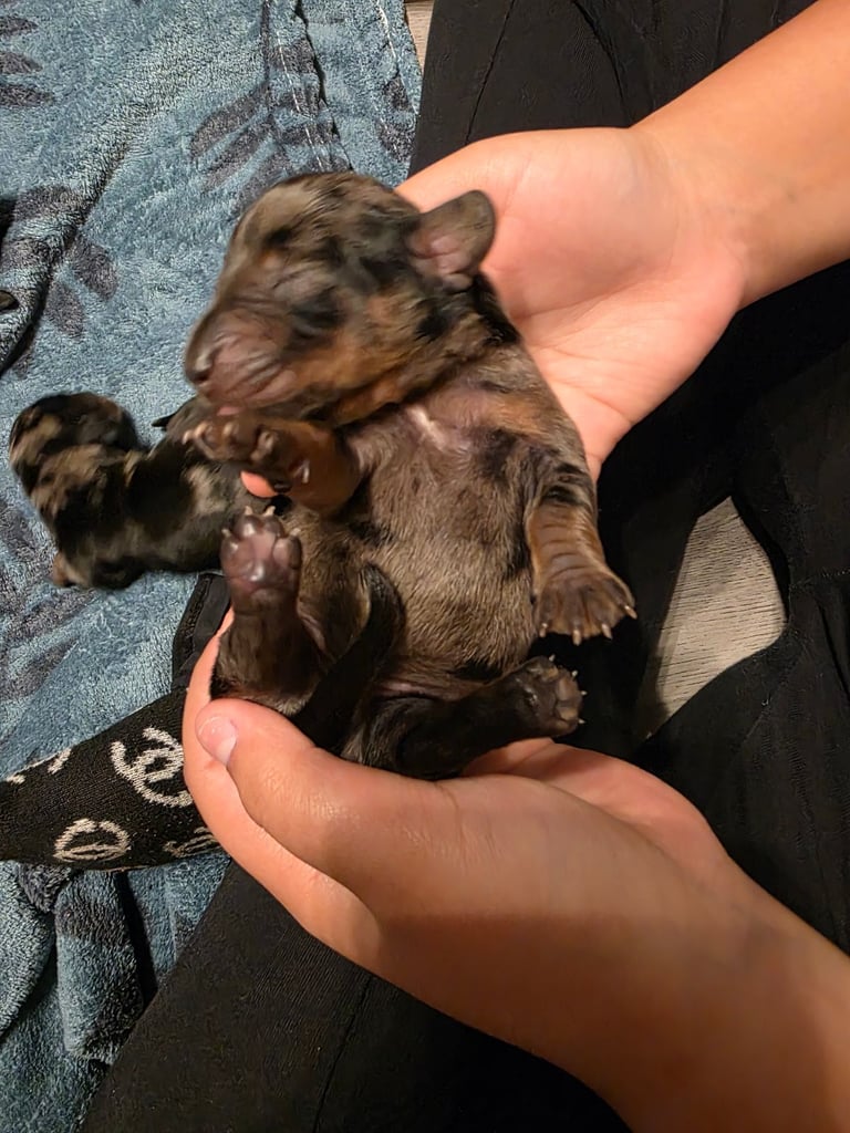 Miniature dachshunds 