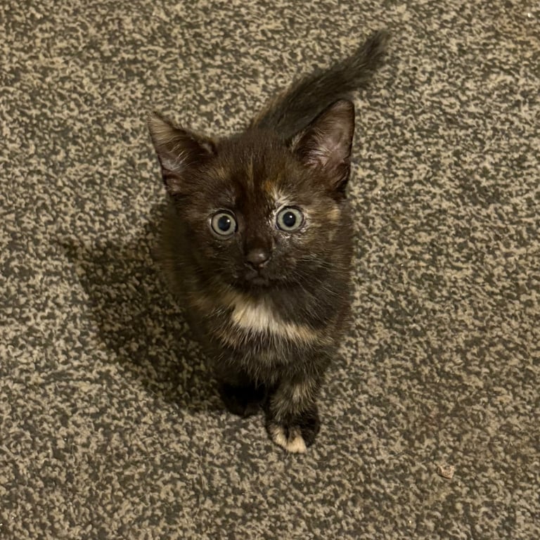 2 KITTENS left 