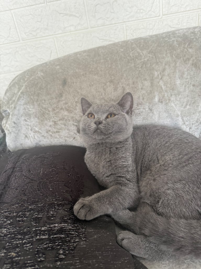 British shorthair kitten 