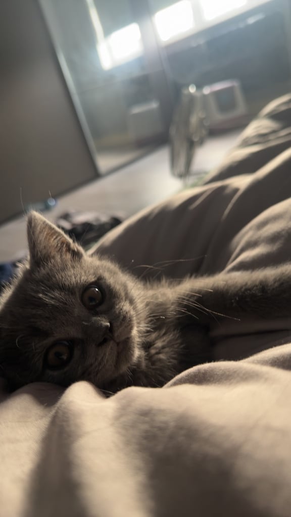 Bsh 