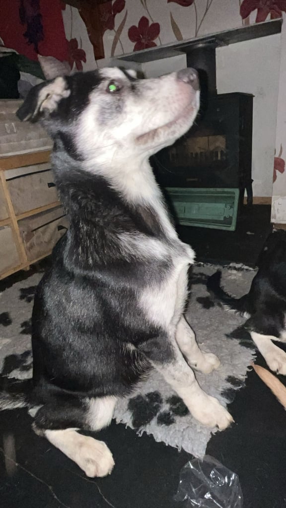 2 female pups - £500 each