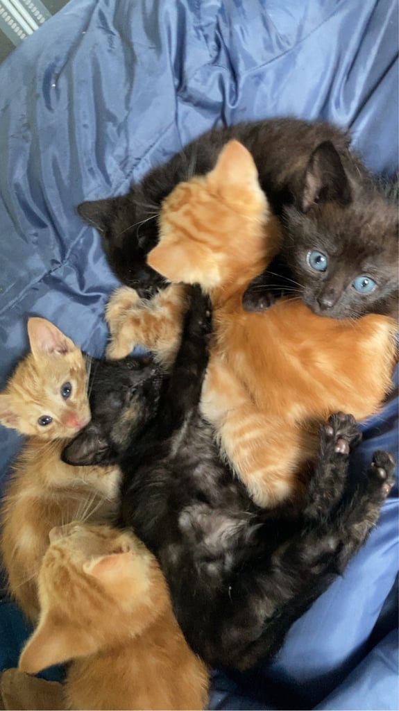 KITTENS FOR SALE 