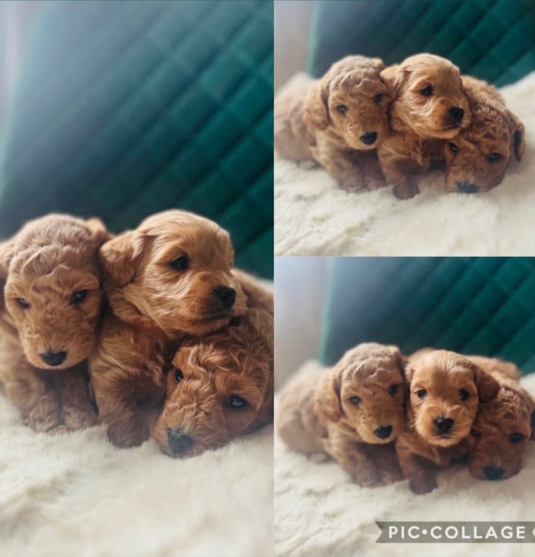 Toy cavapoo