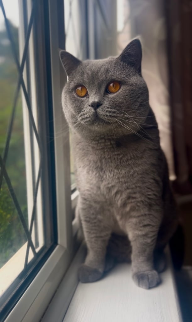Blue Tica British Shorthair British Shorthair Cats Find A Pet Gumtree