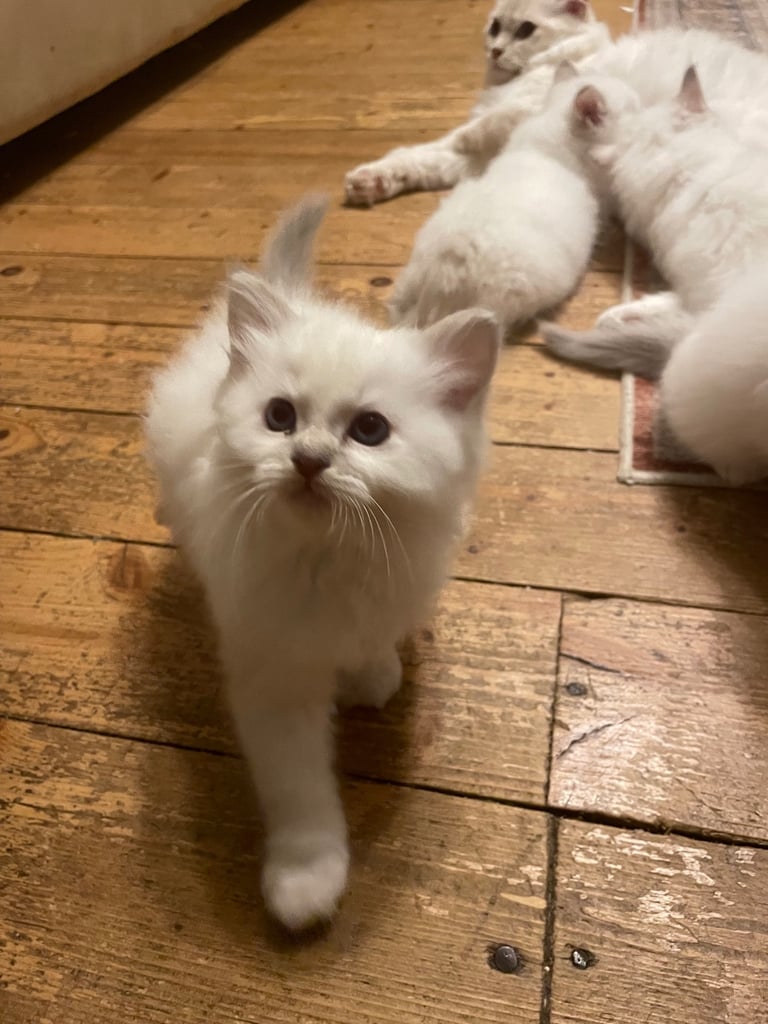 Ragdoll kittens for sale 4 boys left 