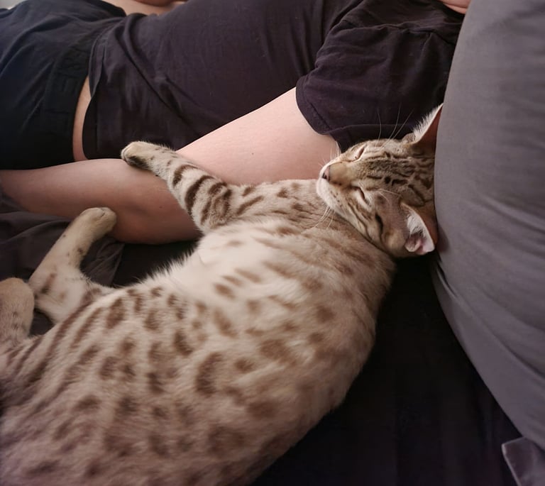 1y Male + Female Bengals to be homed together or separately