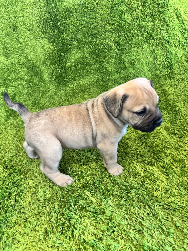 Puppies Boerboel X Mastiff Puppies