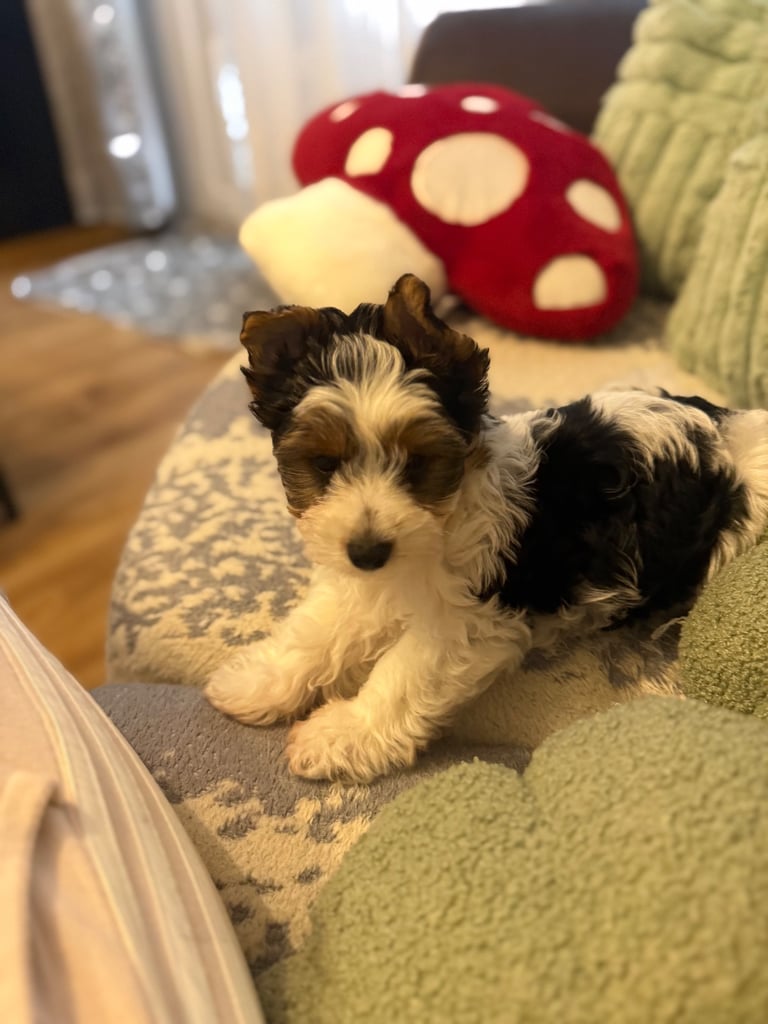 🐾Last Male Puppy Availavle- Meet Max!🐾