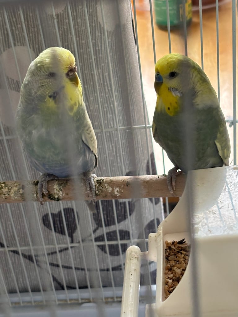 Male and female budgies