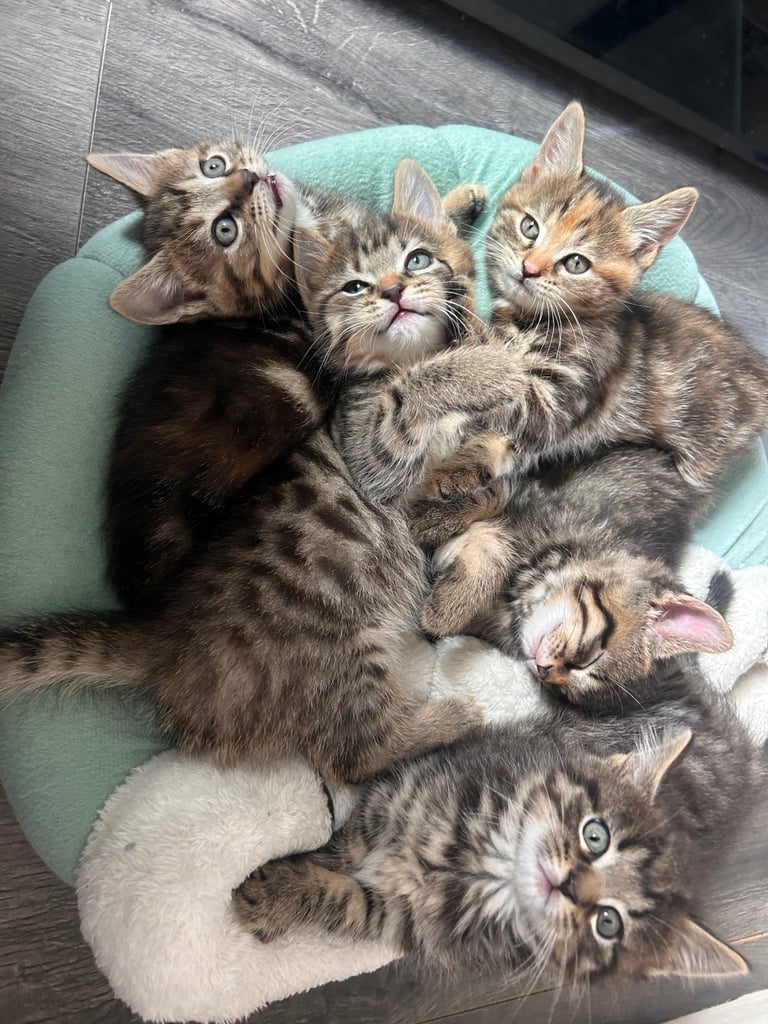 🐾 Adorable Kittens Looking for Their Forever Homes – 2 Girls & 3 Boys🐾