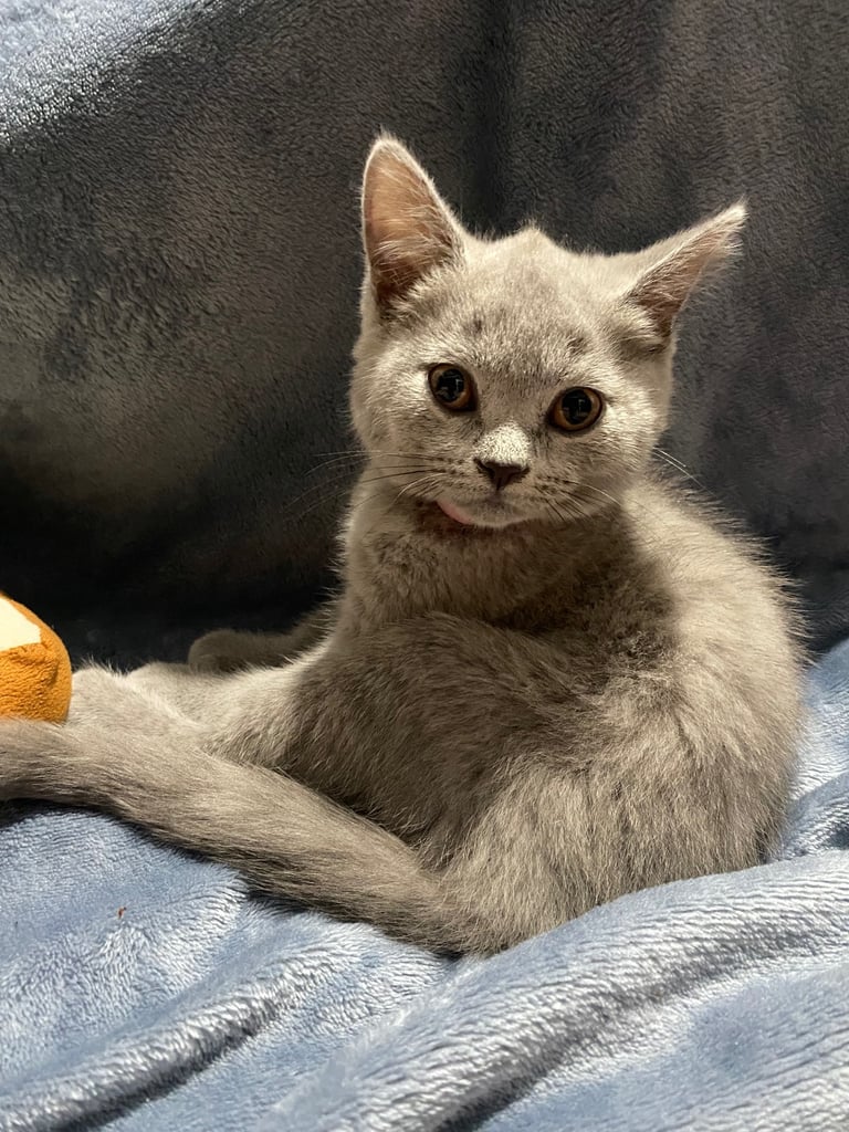 ✨Adorable British shorthair kittens ready to leave!✨