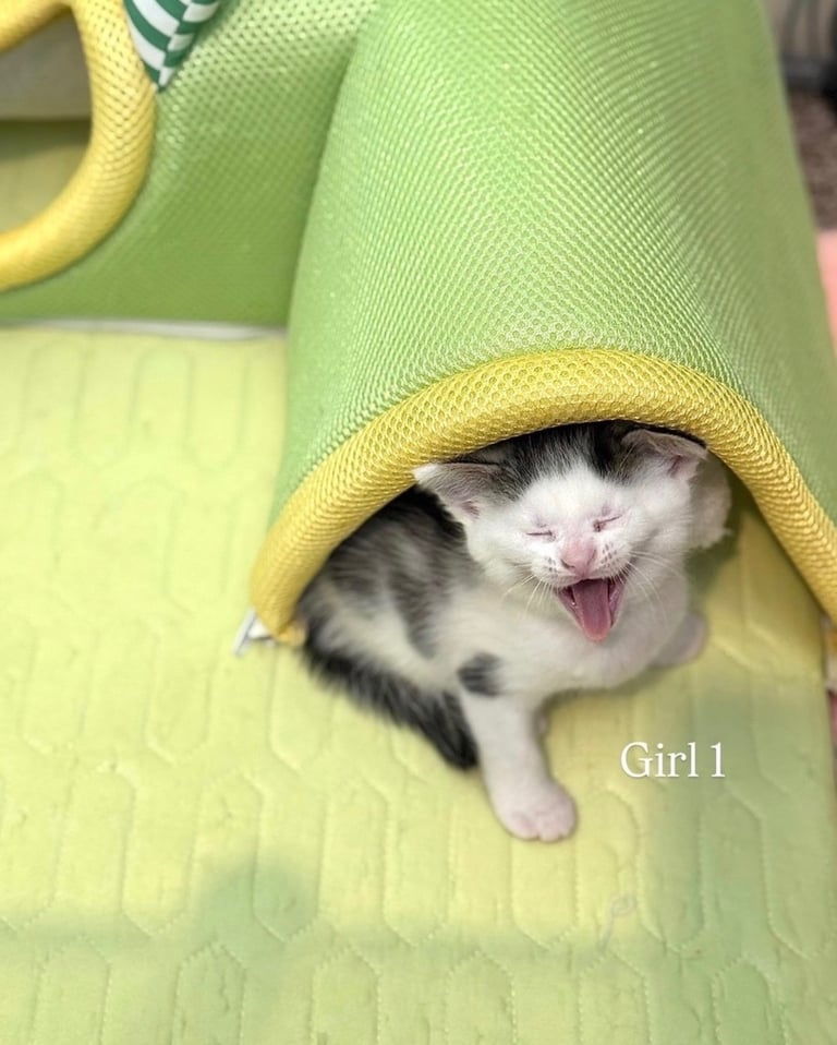 Cute kittens!