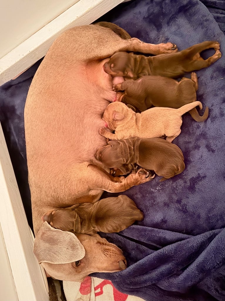 KC Miniature Daschund 1 Girl Available 