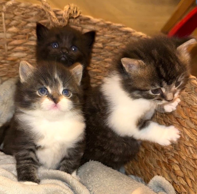 Adorable kittens for sale