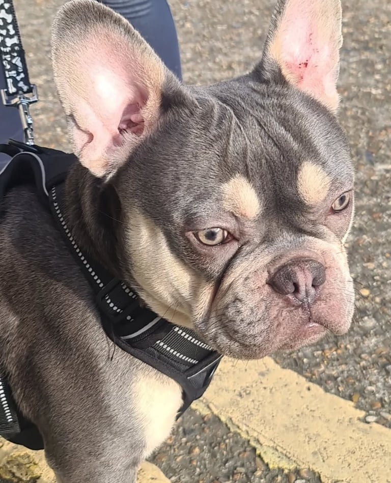 Nelly the frenchy