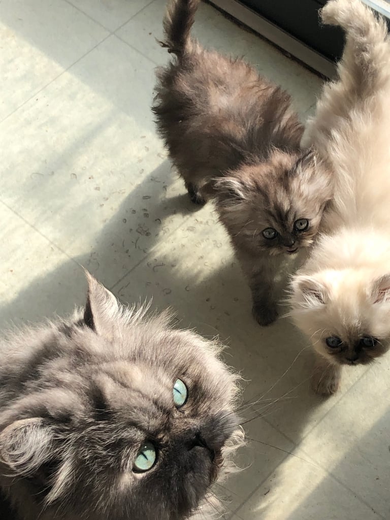 Stunning Persian kittens 