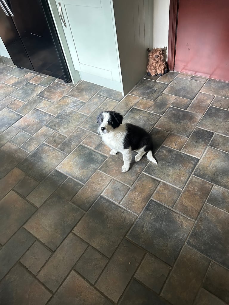Border collie pup