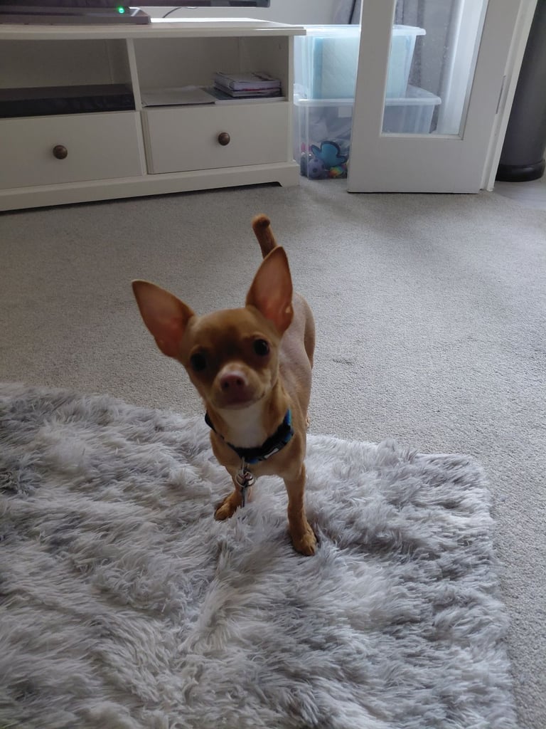 Young chihuahua female