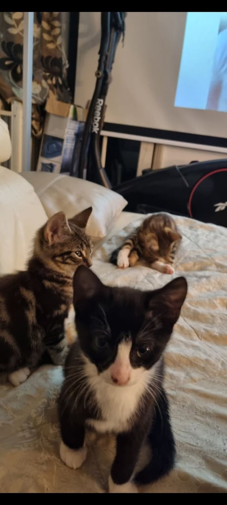 Adorable kittens seeking new home