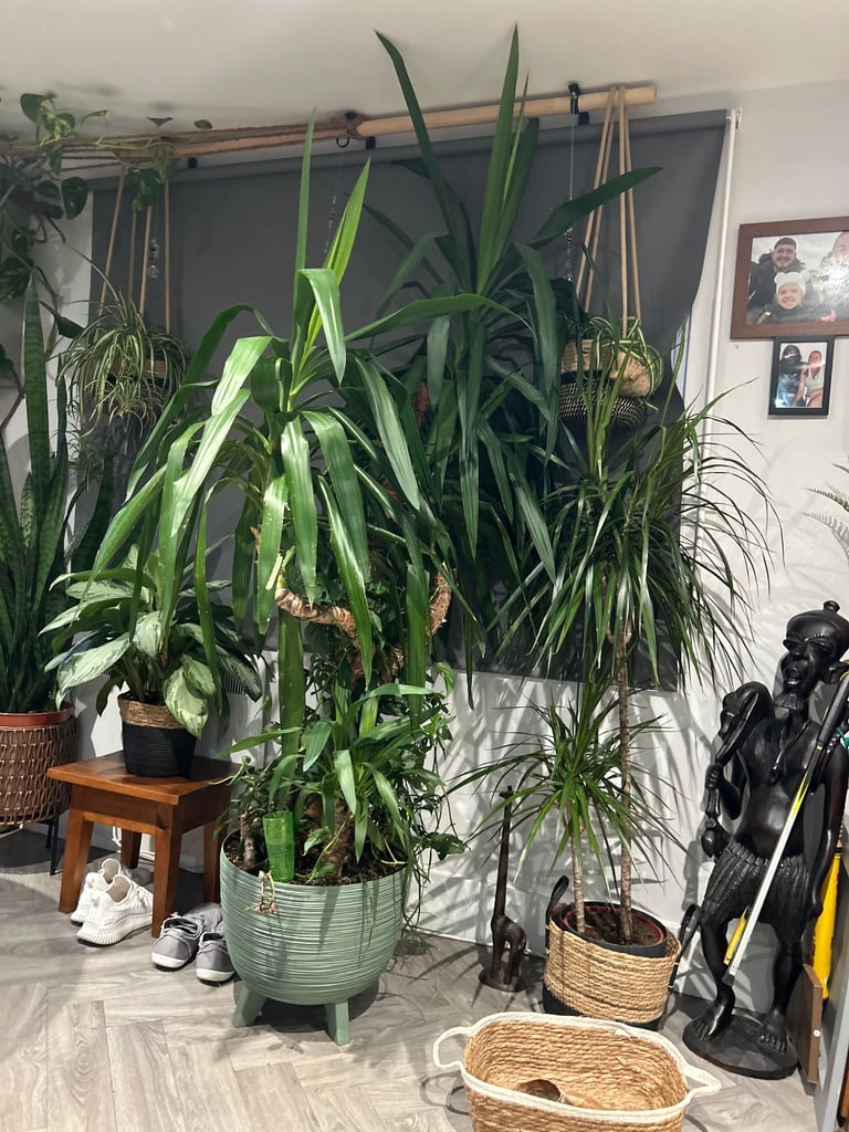image for 6ft indoor yucca plant with other plants all in one pot 