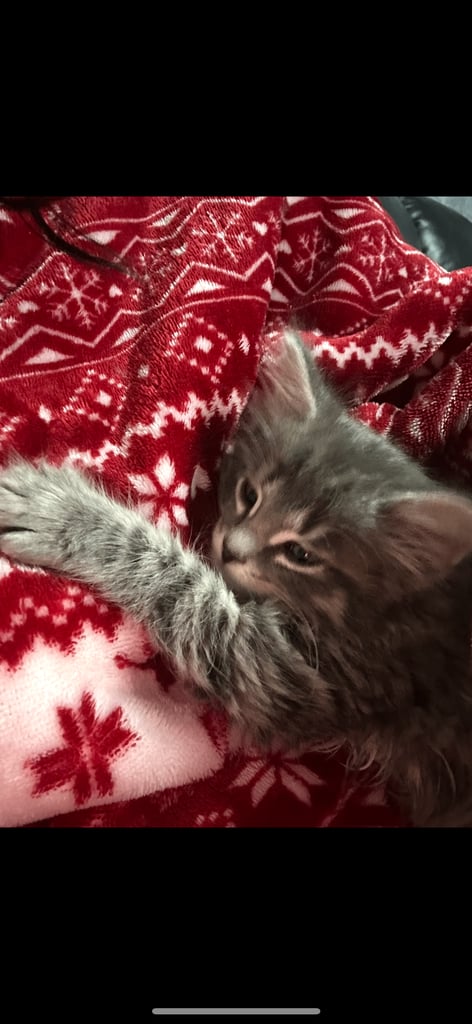 Male Kittens looking for home together 