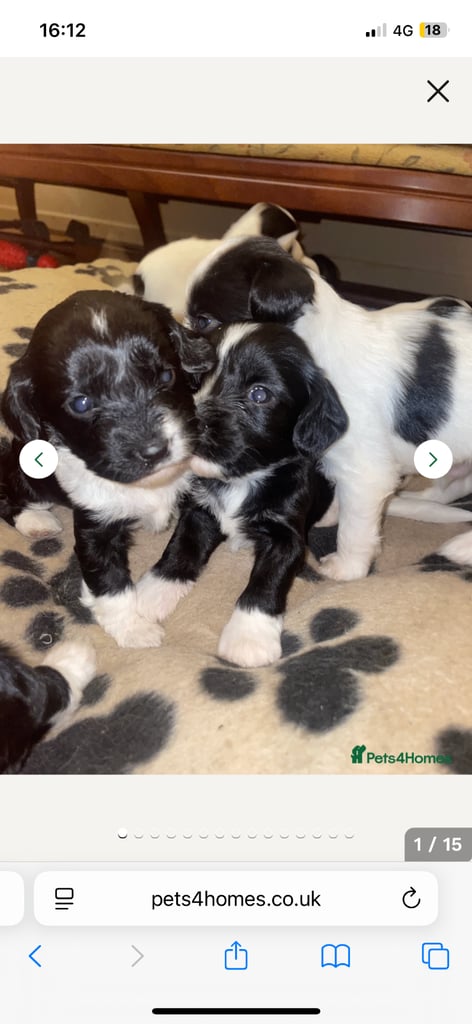 Beautiful Sprockador pups