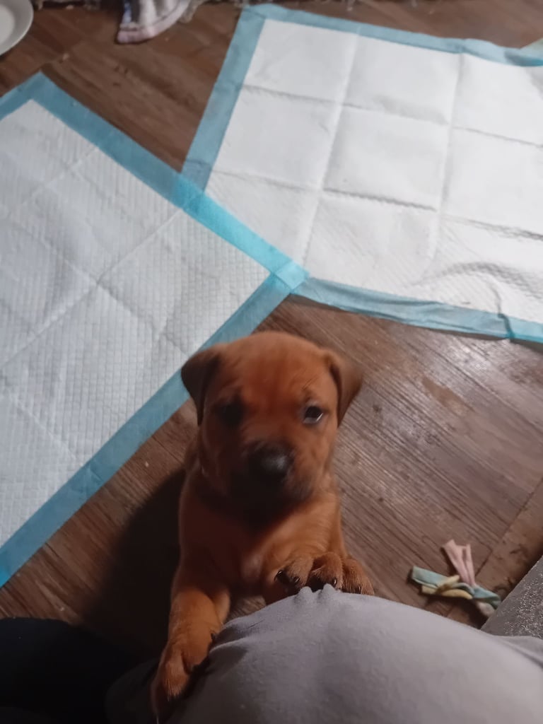 X rottweiler female pup  7 weeks old last pup for sale can be viewed 