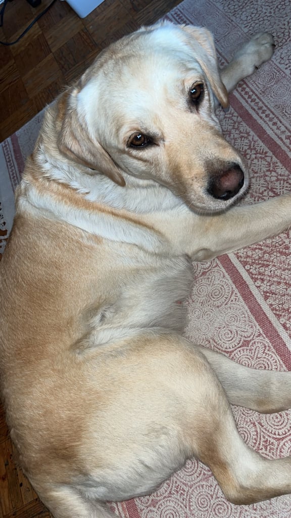 Labradors x Puppies for sale