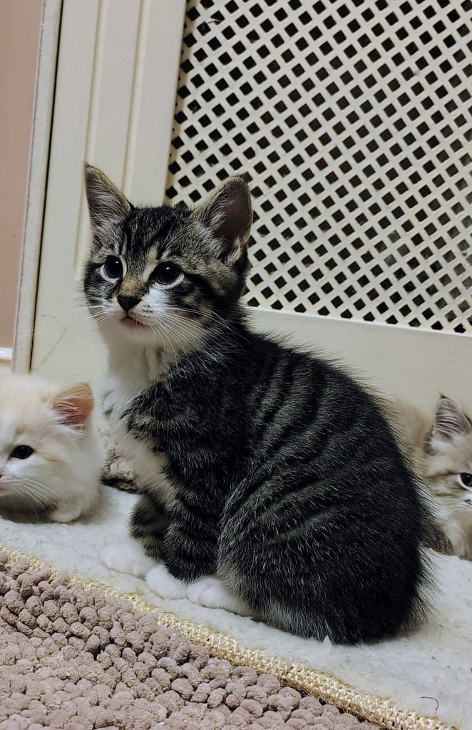3 kittens ready to go home - All reserved