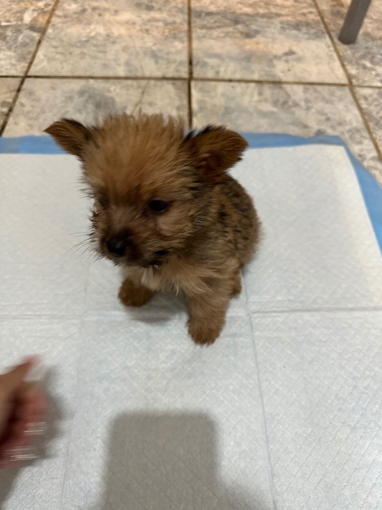 Yorkshire terrier puppies 