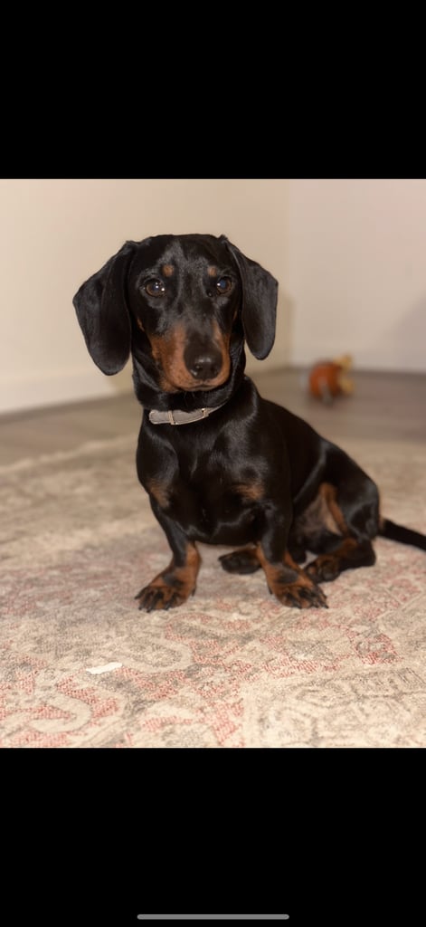 Dachshund 