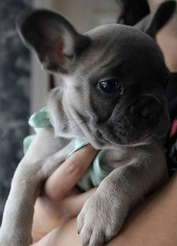 French Bulldog Puppies 