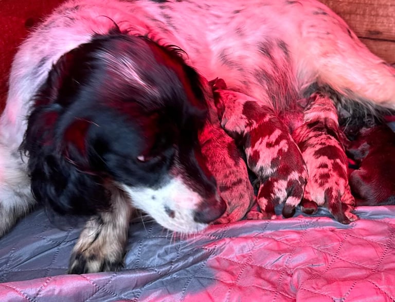 Sprocker spaniel 