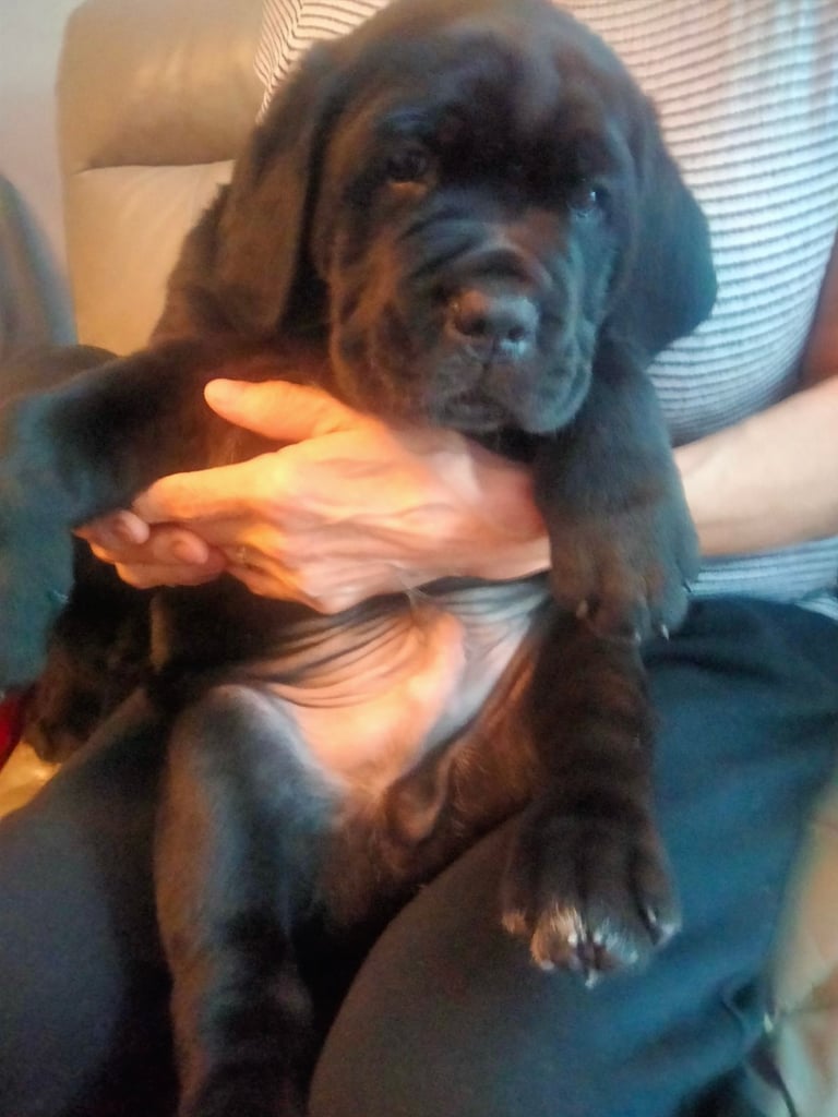 Cane Corso puppies black