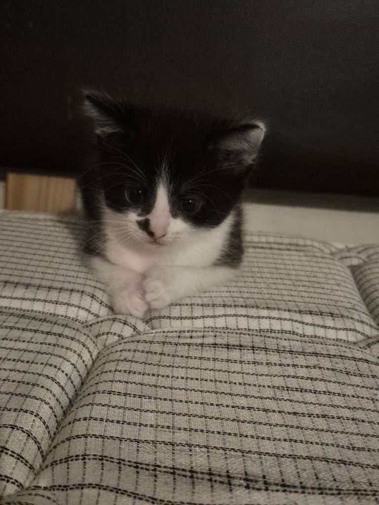 Beautiful kittens ready to go