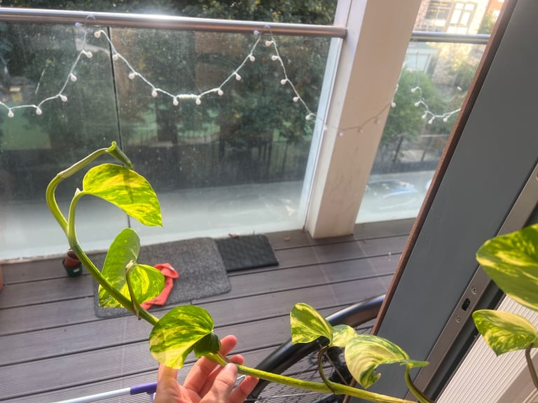 Large indoor pot plant Devil's Ivy (Pothos)