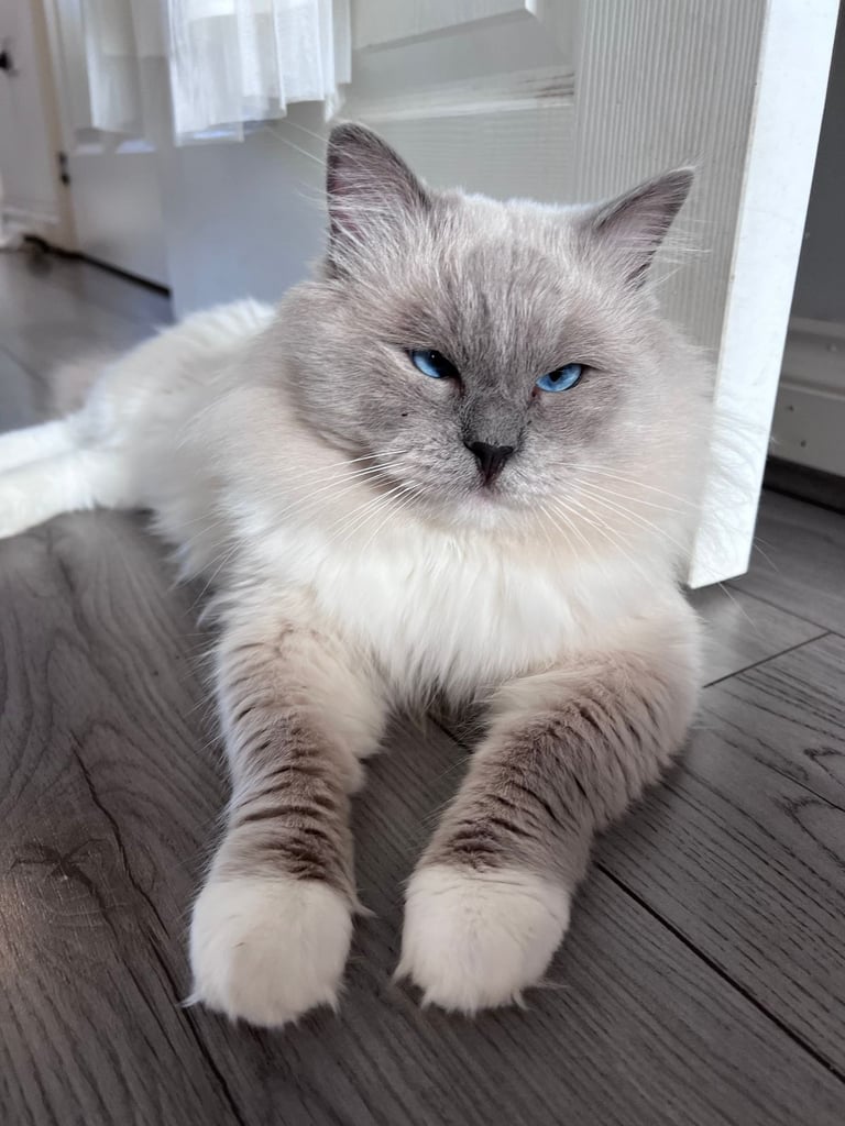 Super Rare green-eyed light mink ragdoll girl Ready now