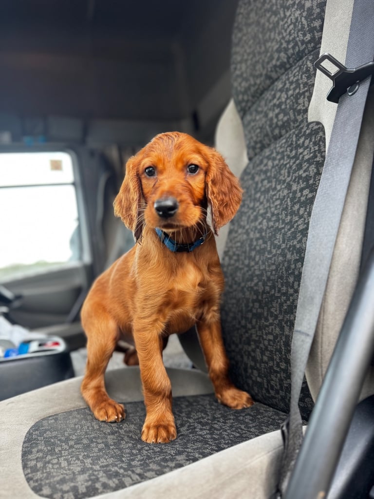 IKC Irish Red Setter puppies 