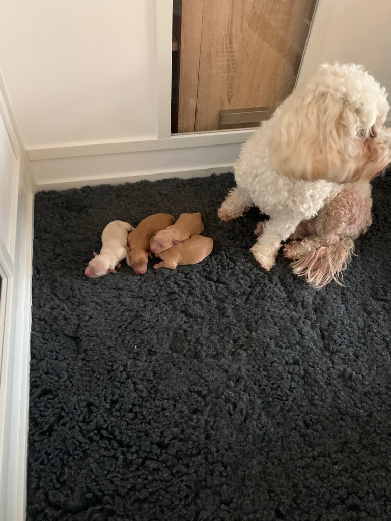 Cavapoochon puppies 