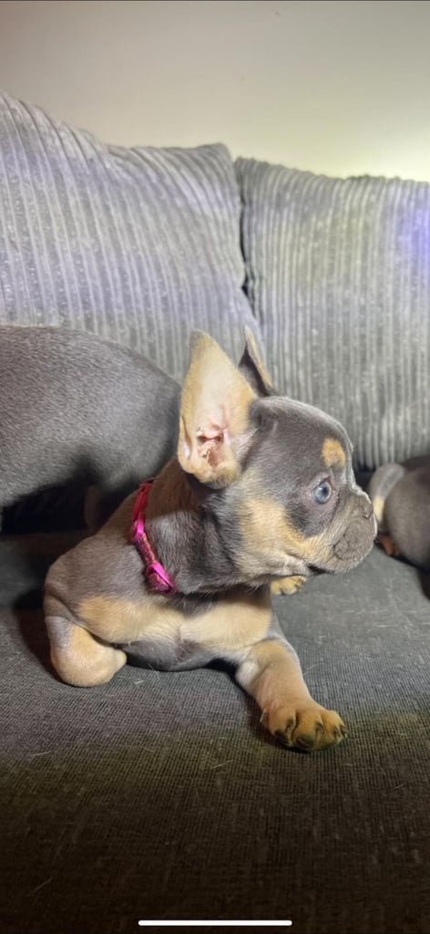 Premium French Bulldogs puppies 
