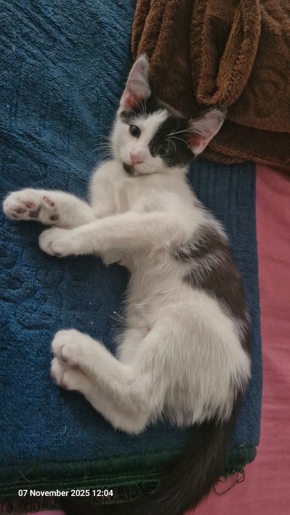 Kittens ready for adoption - 2 already reserved 