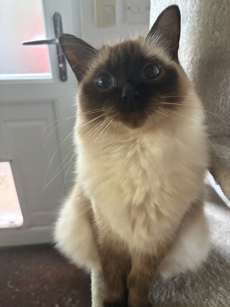 image for Pure Ragdoll kittens  🐱🐱 2 boys left