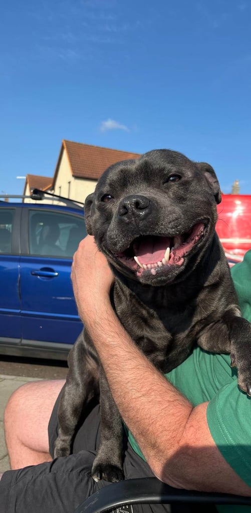 Blue Staffordshire Bull Terrier Puppiess